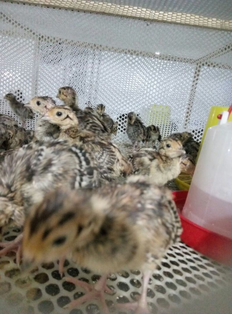 脱温山鸡苗250克以下脱温苗