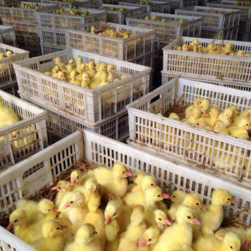 皖西白鹅鹅苗250g以上