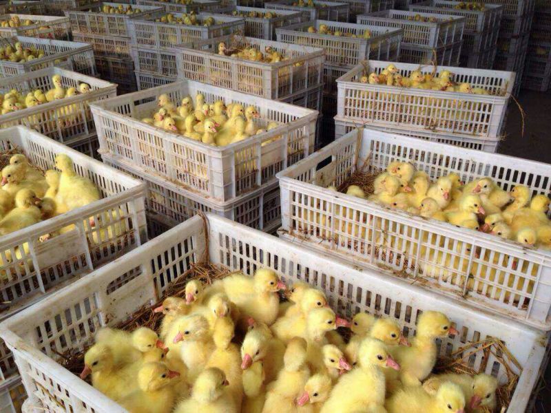 皖西白鹅鹅苗250g以上
