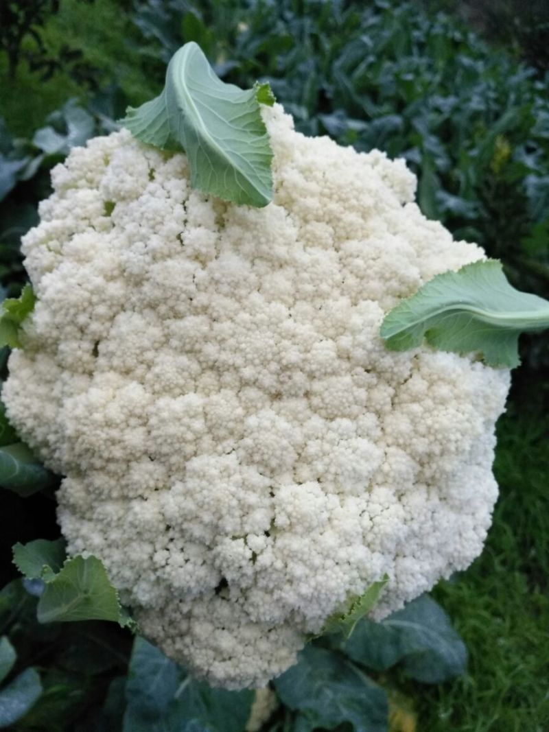 白花菜散装