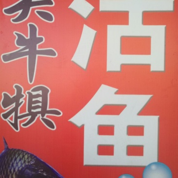 河鲤鱼食用1~2公斤