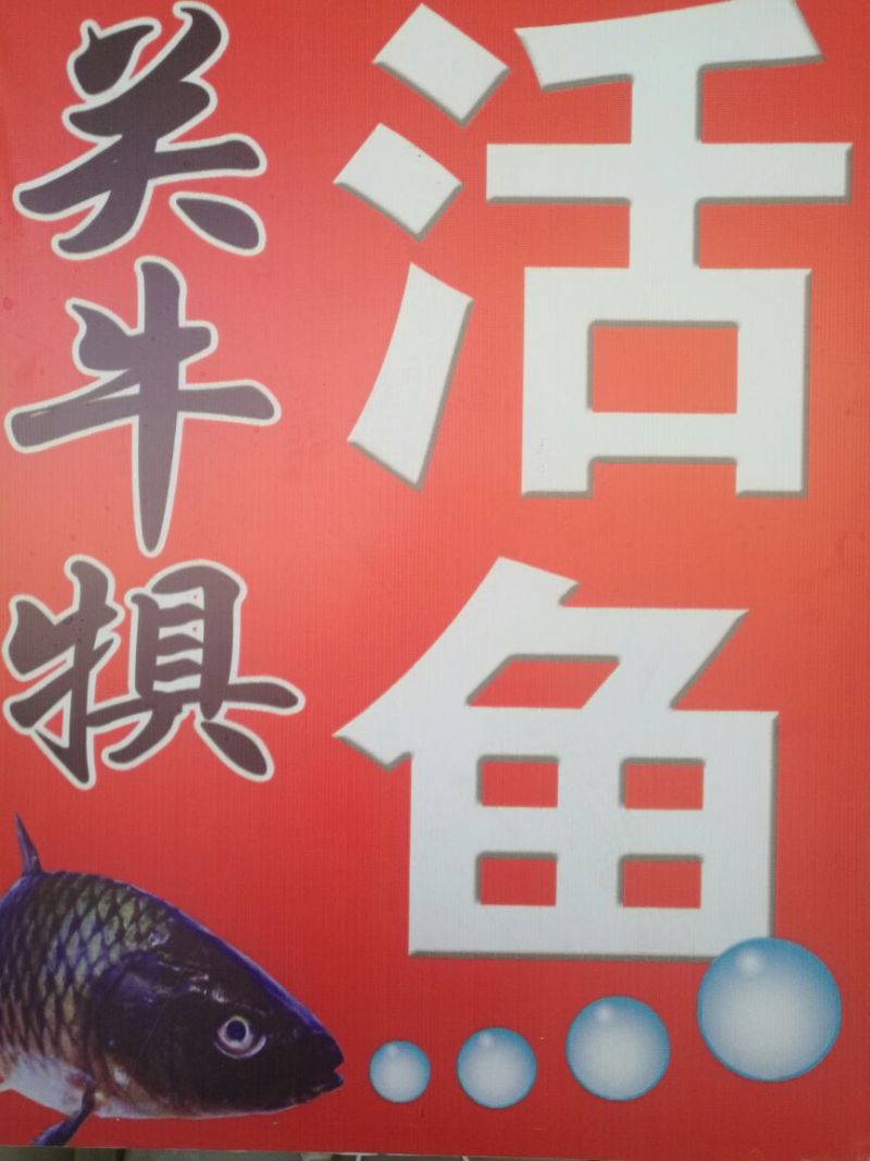河鲤鱼食用1~2公斤