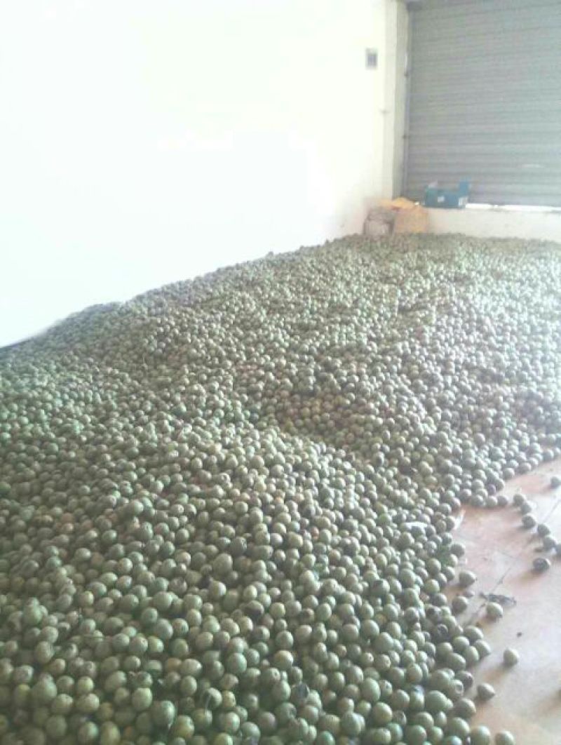 青皮核桃30mm以上去皮