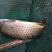 野鲤食用1~2公斤