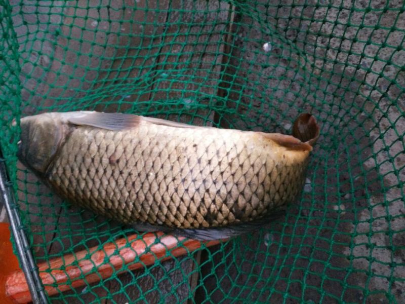 野鲤食用1~2公斤