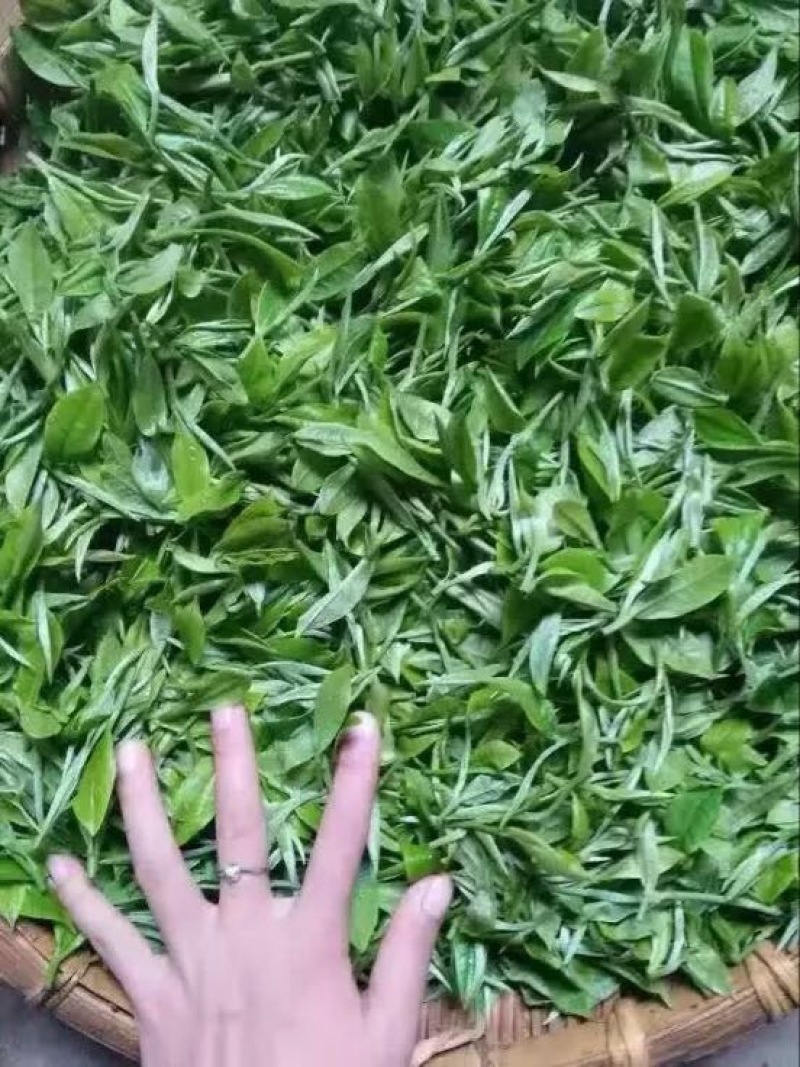 普洱绿茶