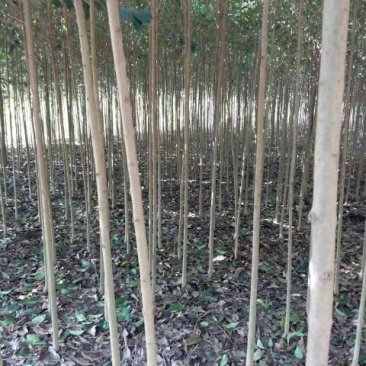 大叶女贞4cm以下