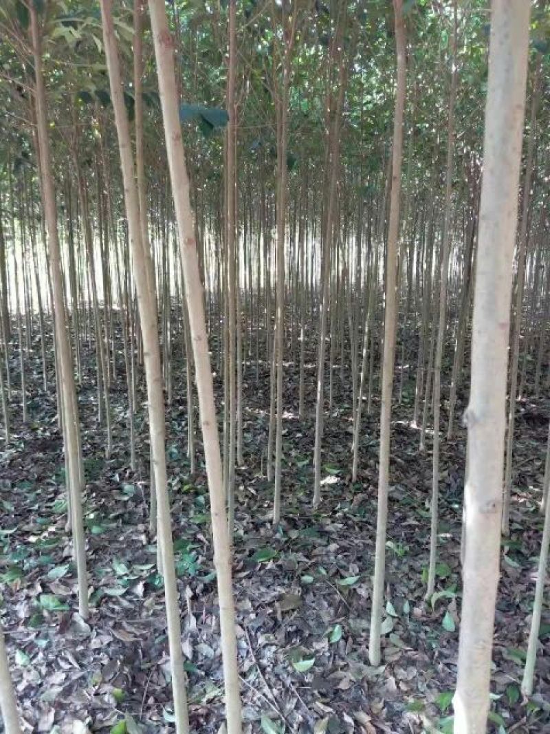 大叶女贞4cm以下