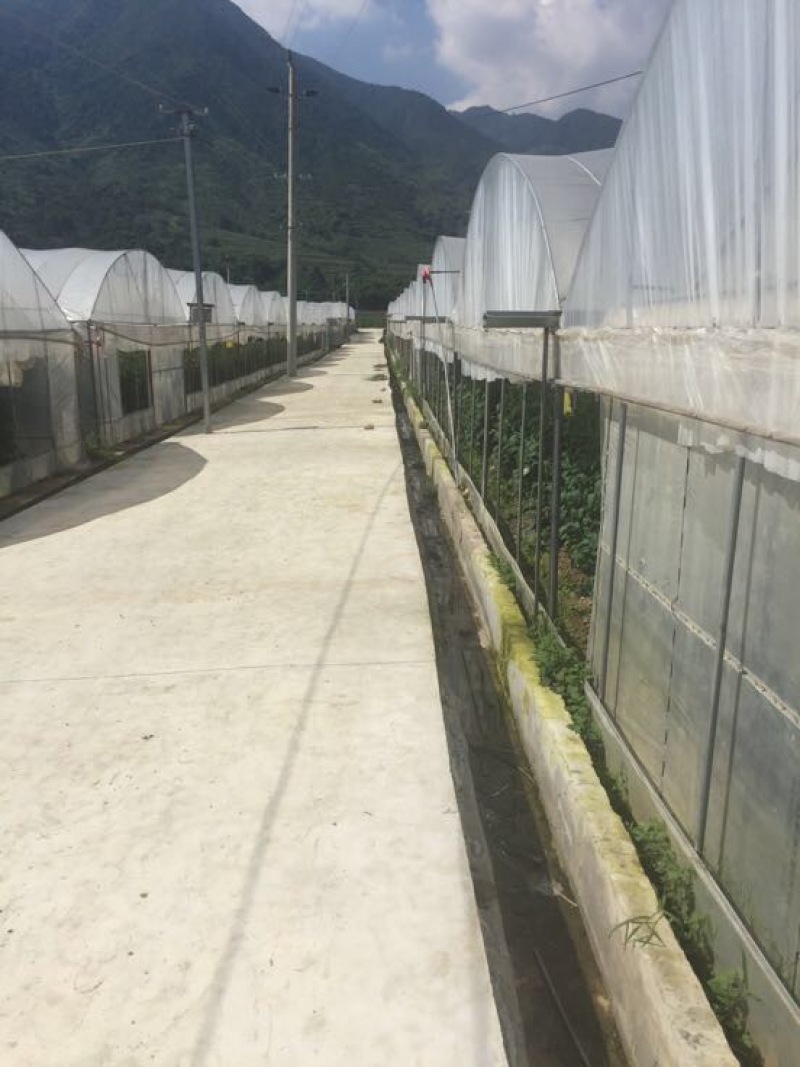 以色列西红柿