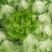 意大利生菜5两~6两