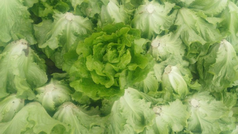 意大利生菜5两~6两