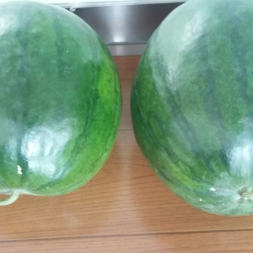 八月瓜150g以上