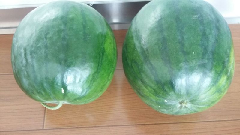 八月瓜150g以上