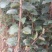 苹果树苗50~60cm，鲁丽苹果树苗，