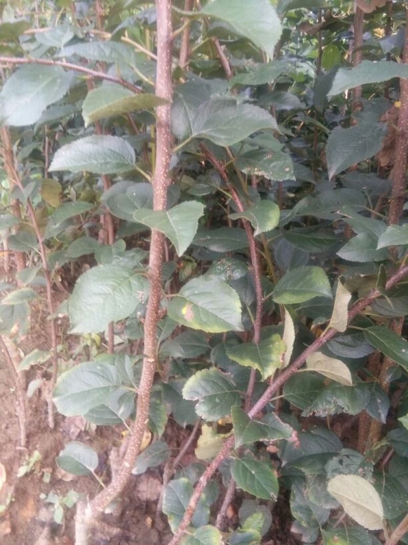 苹果树苗50~60cm，鲁丽苹果树苗，