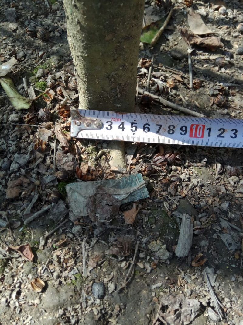 细叶紫薇2~4cm3~3.5米1米以下