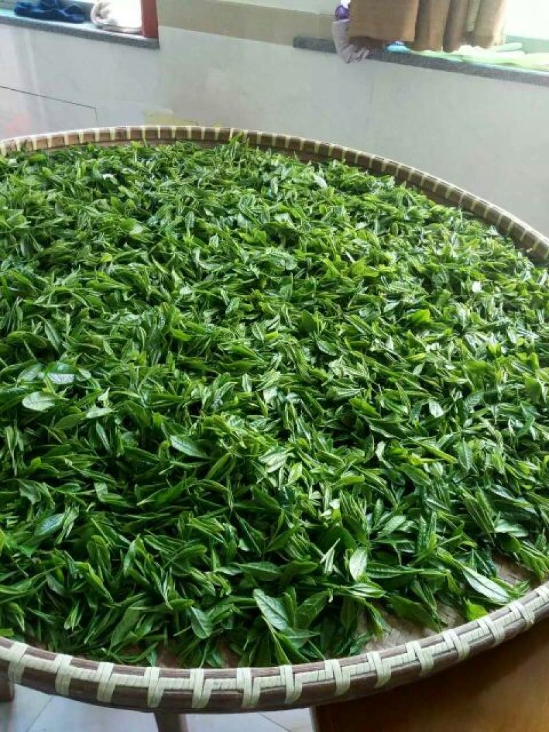 本山茶一级