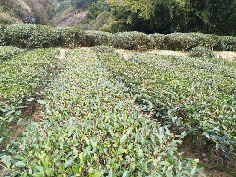 乌龙红茶一级