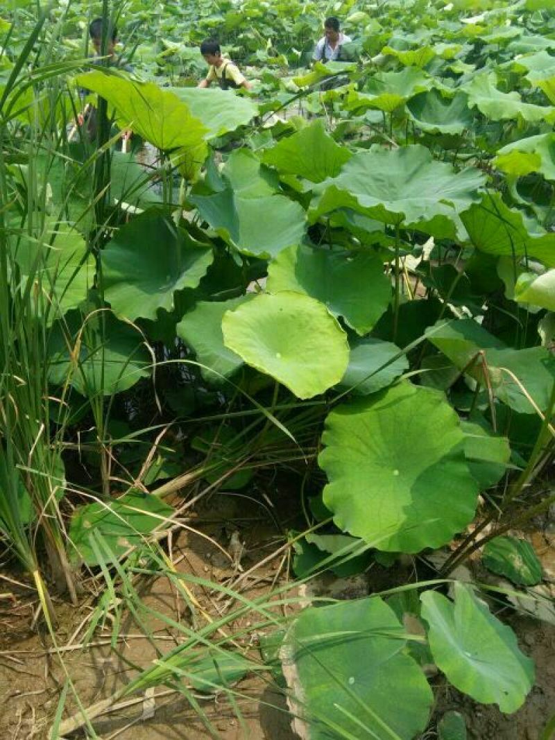 生态甲鱼2~2.5斤