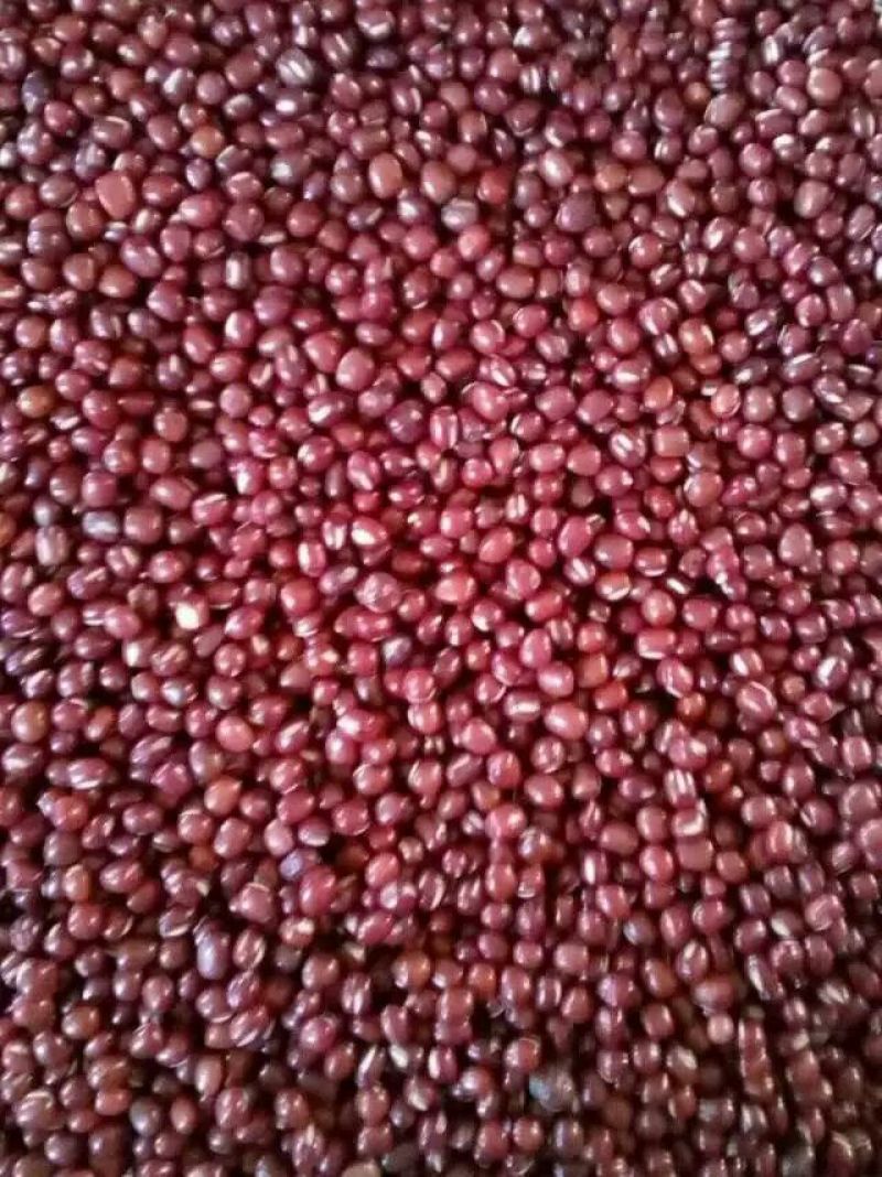 红小豆袋装
