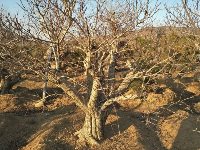 山楂苗80cm以上