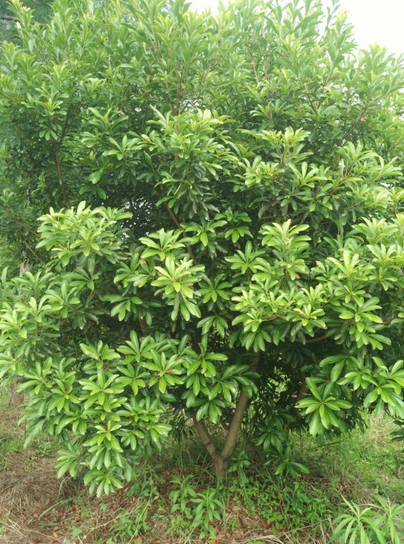 杨梅树