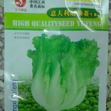 生菜种子