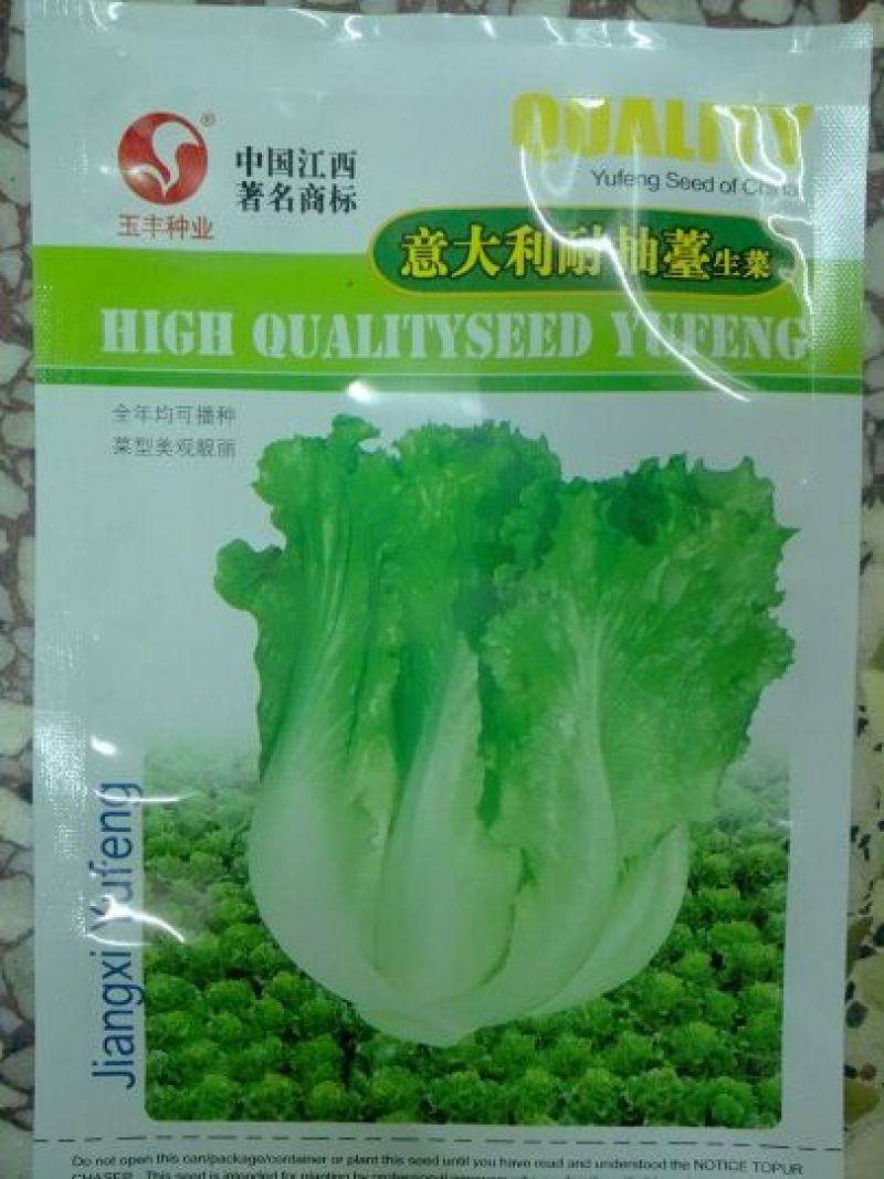生菜种子