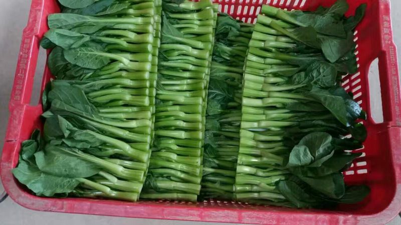 菜苔