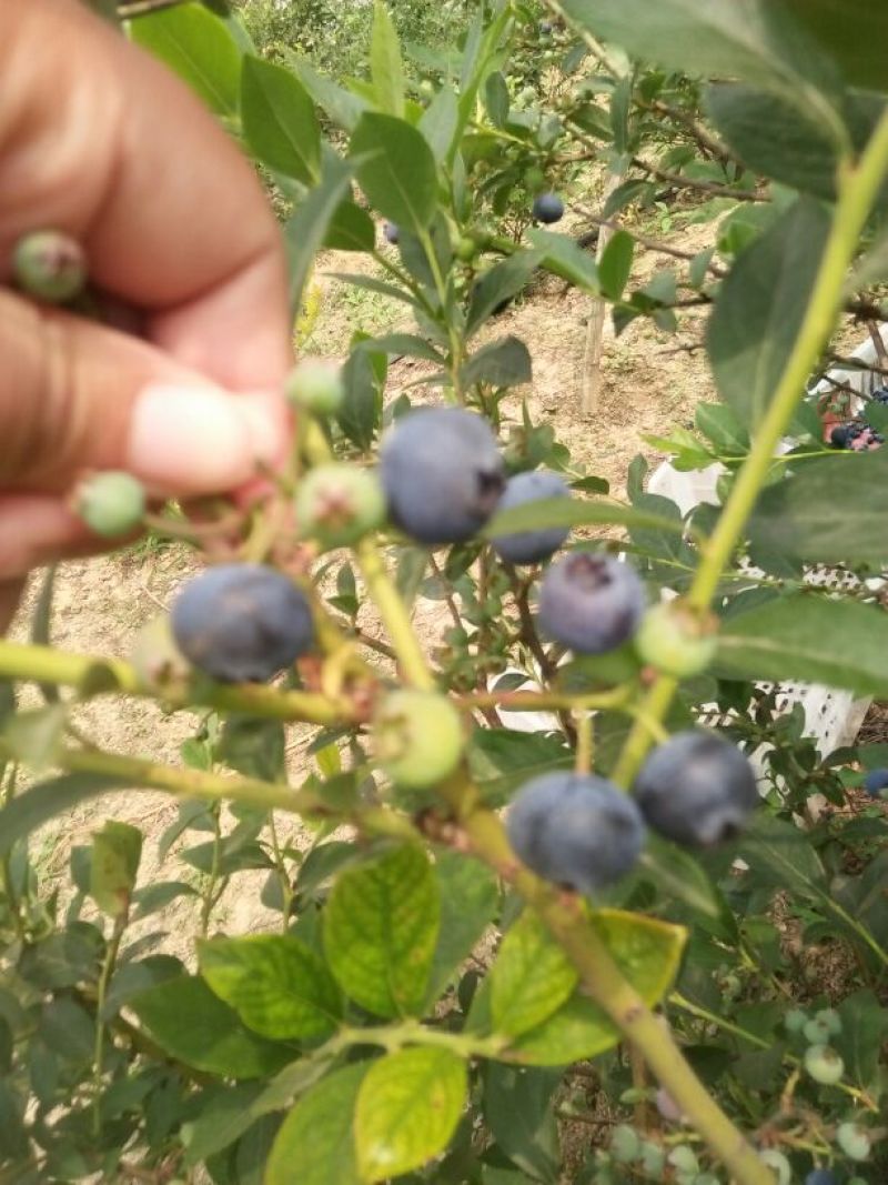 蓝莓8~10mm以上
