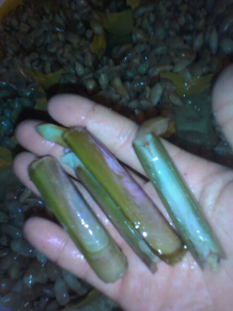 海螺食用鲜活5~10只/kg