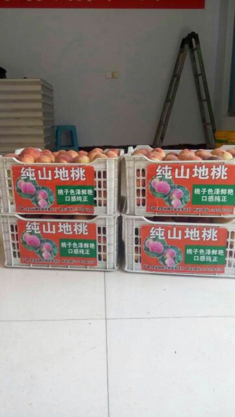 红桃80mm以上