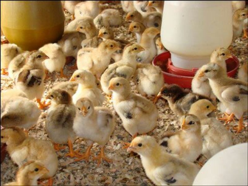 麻鸡苗250克以下出壳苗