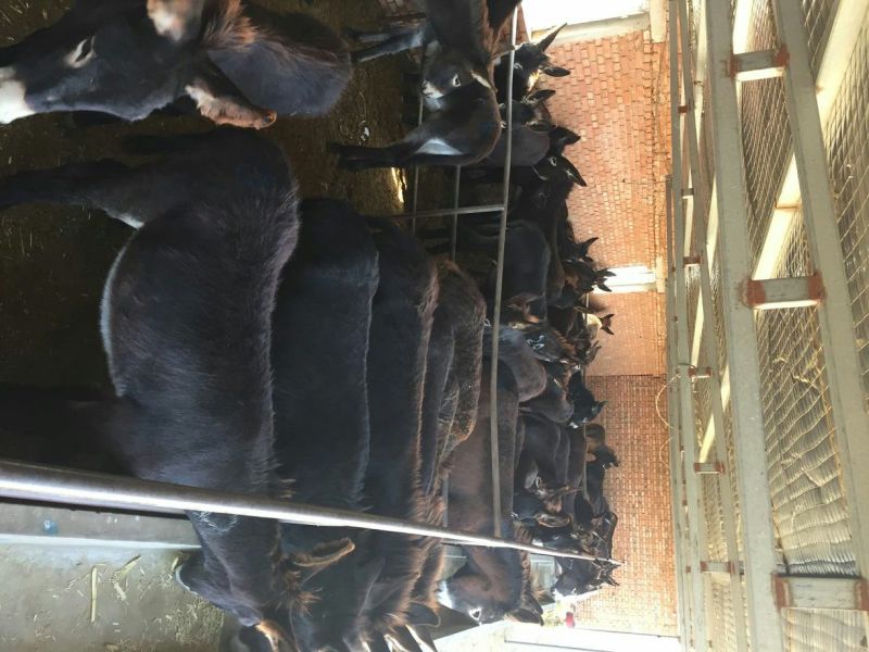 驴肉鲜货