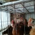 脱温鸡1斤以上