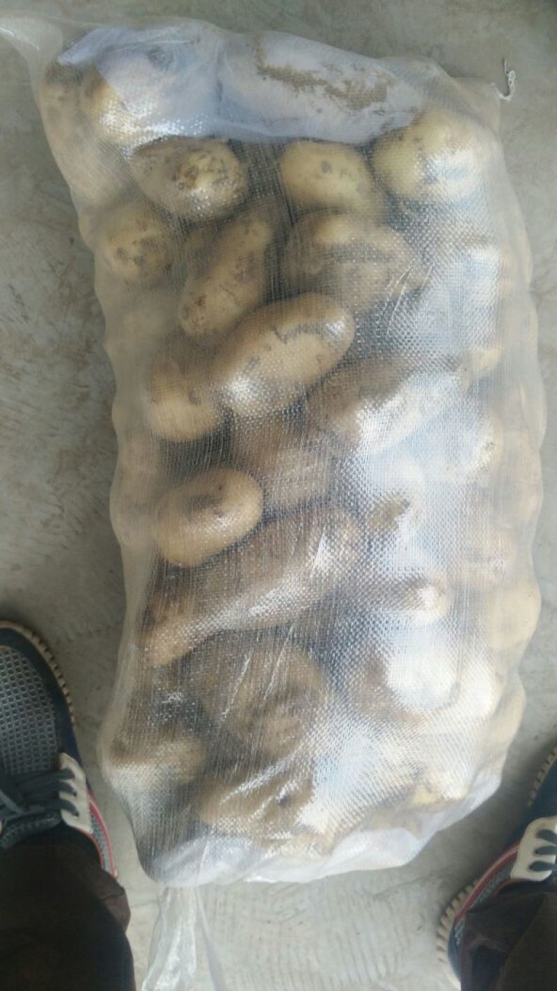 荷兰十五土豆2两以上