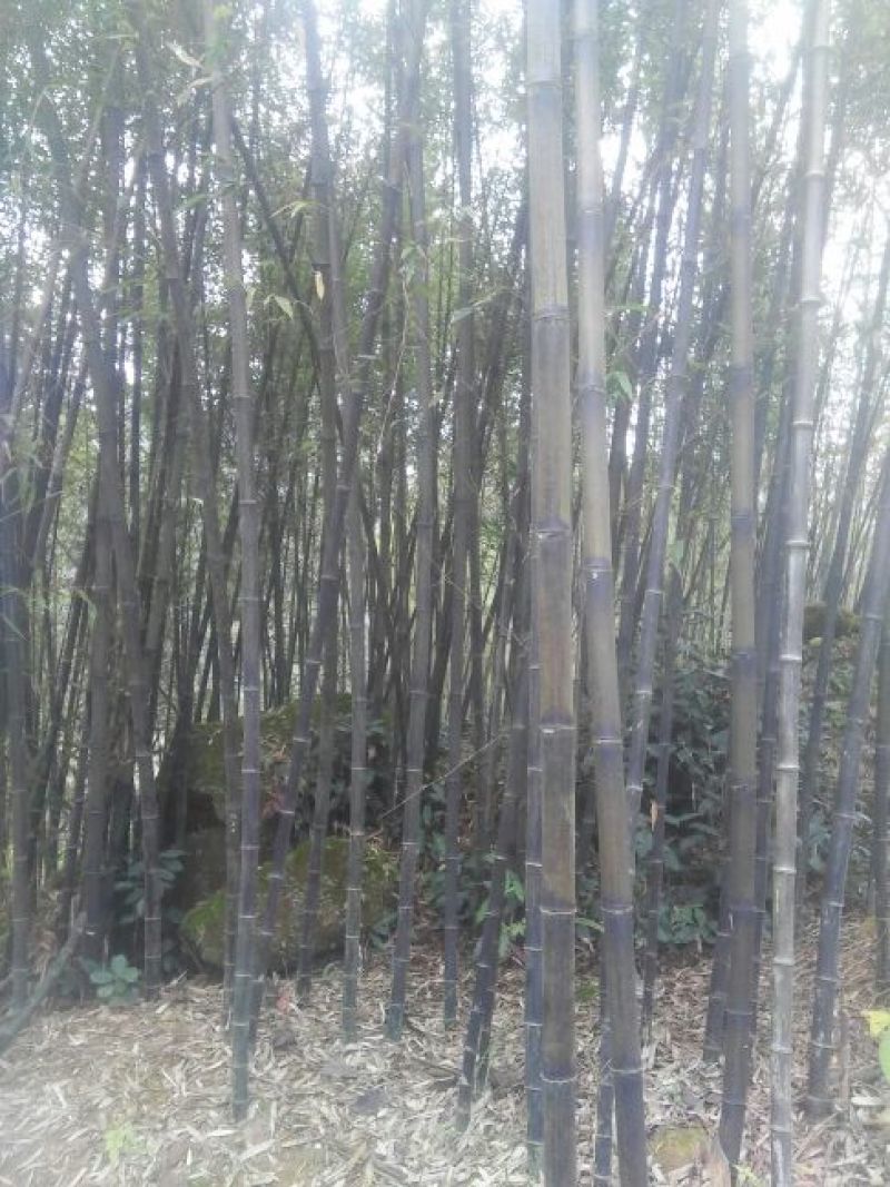 紫竹2~3m