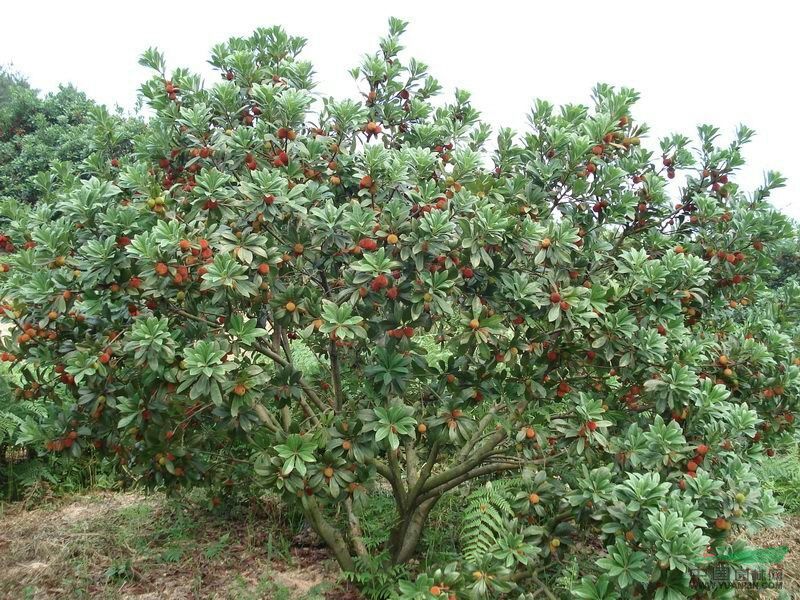 东魁杨梅苗30~50cm