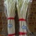 韭黄头茬20~30公分