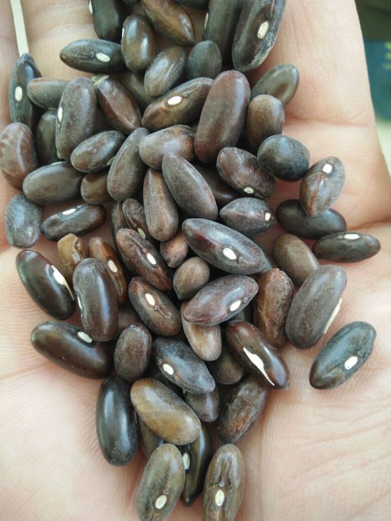 红豆袋装