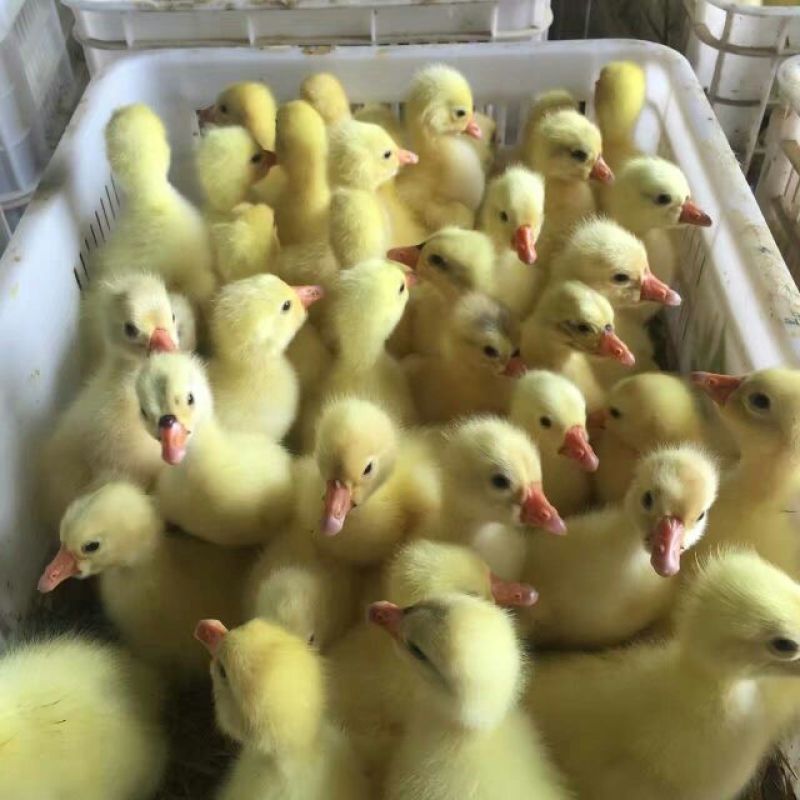 泰州白鹅鹅苗250g以下