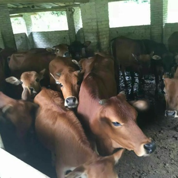 黄牛200~300kg