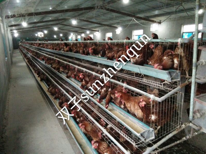 普通鸡蛋食用50g以下