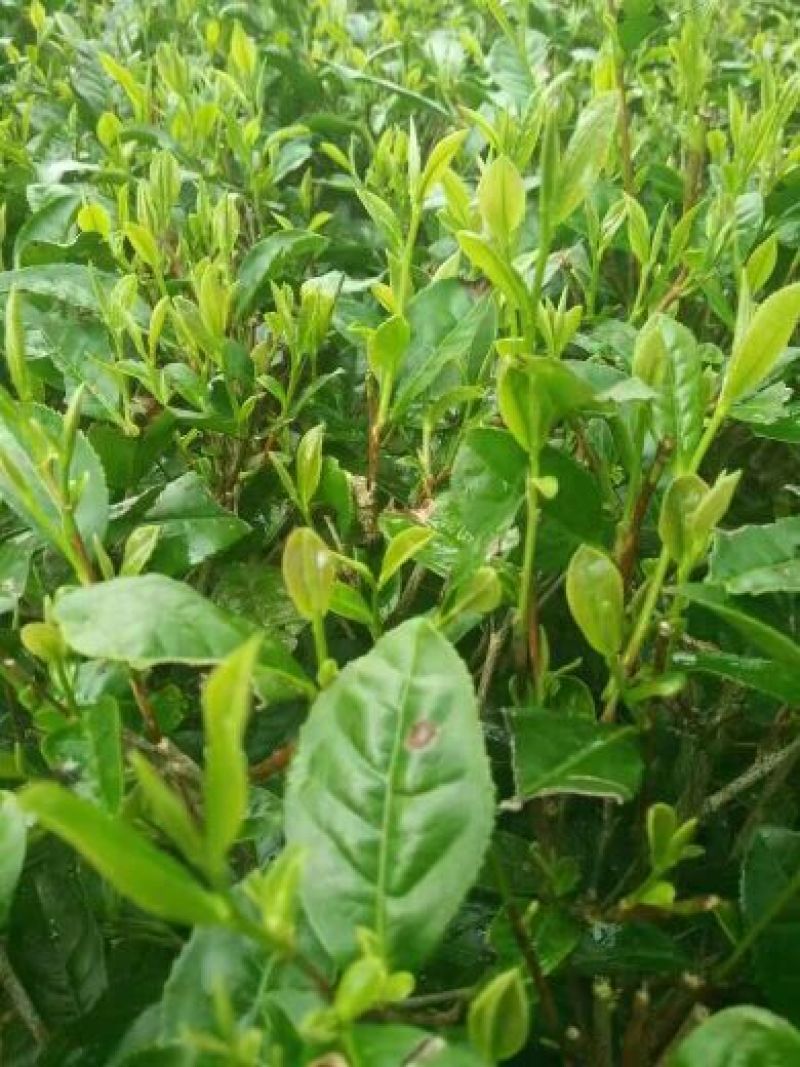古树茶特级