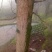 银杏树10~12cm4米以上3米以上