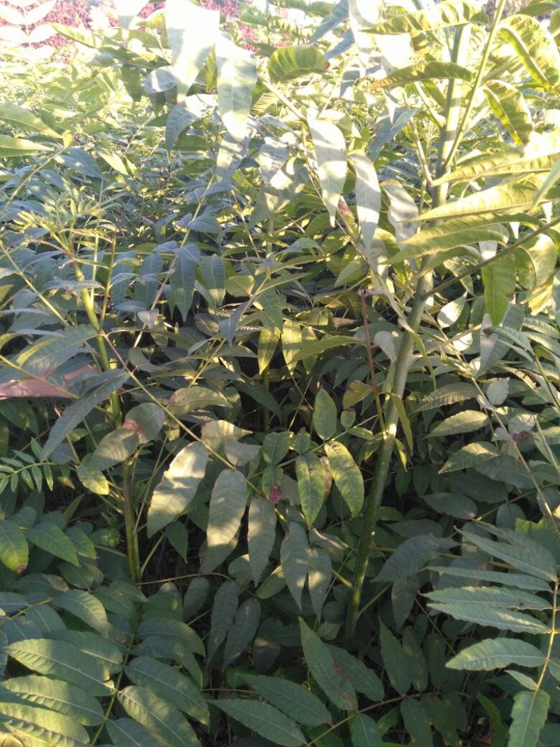 香椿苗80cm以上大棚