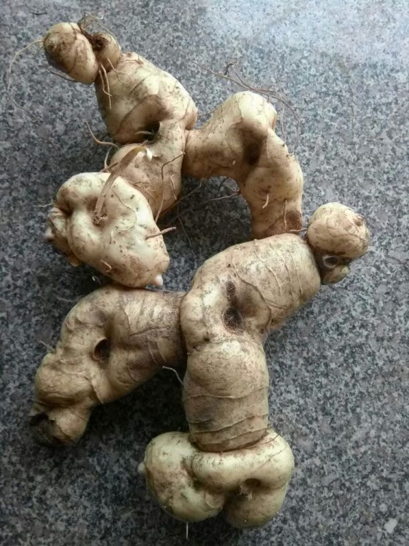 鸡头黄精，鲜货大块茎大量有货一手货源量大从优，
