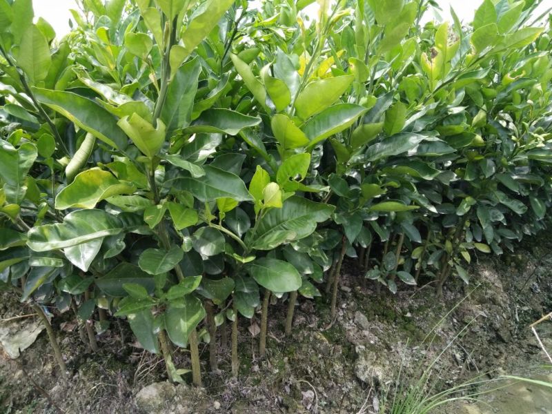柚子苗0.5~0.8m1cm以上