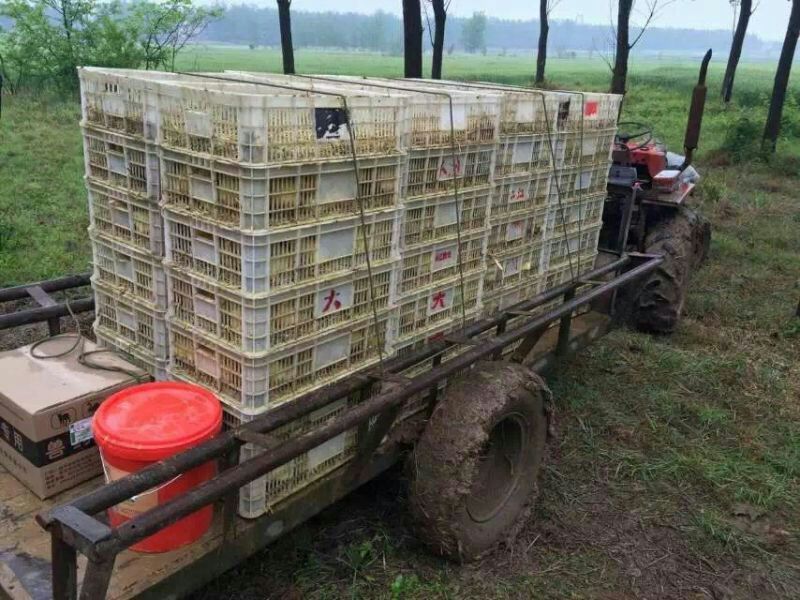 鹅苗250g以下