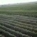 玫瑰香，巨峰葡萄已经大量上市，有需要的客商可以联系哦！